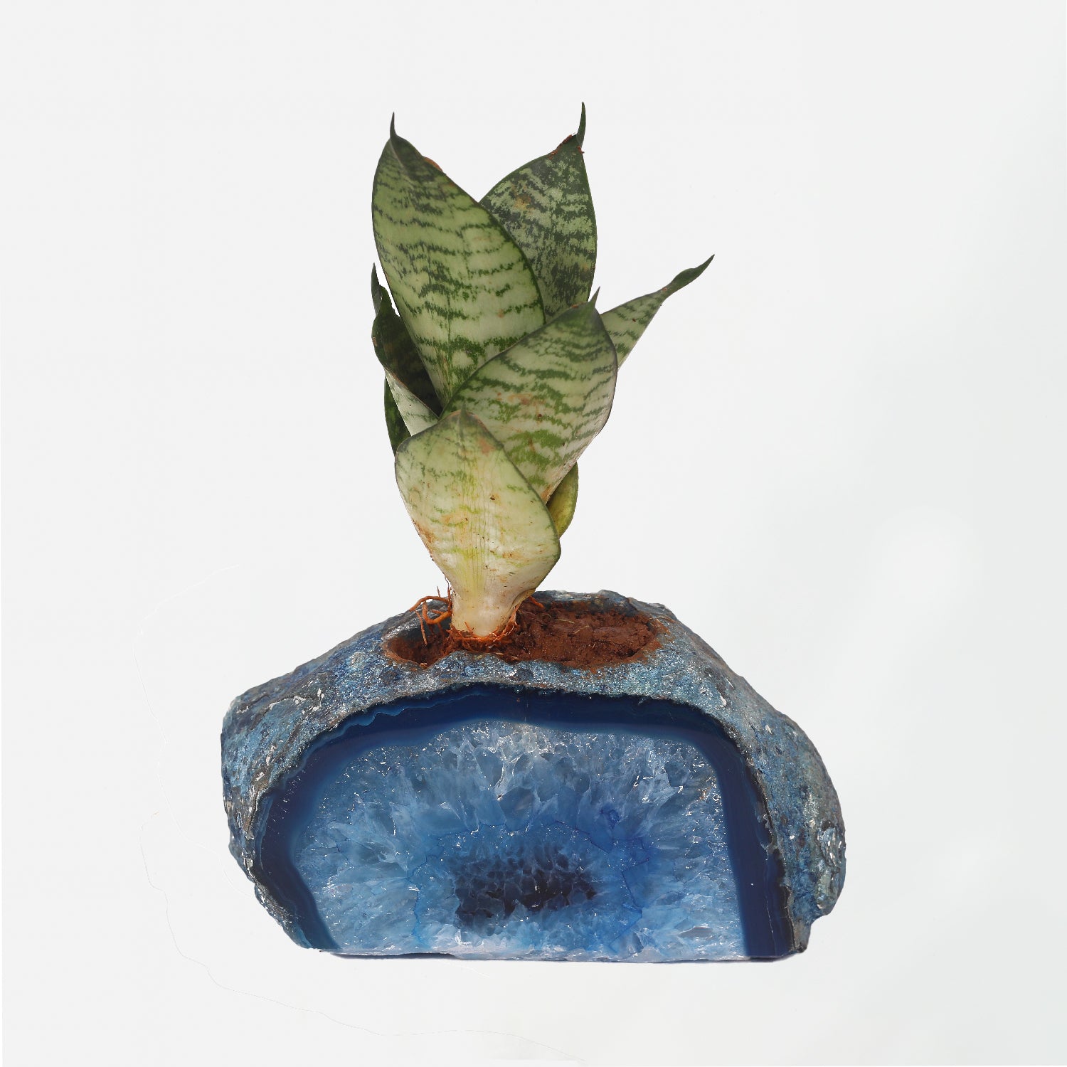 Semi Precious Planter