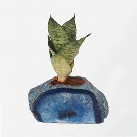 Semi Precious Planter