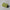 Basik Napkin - Olive (Set of 6)