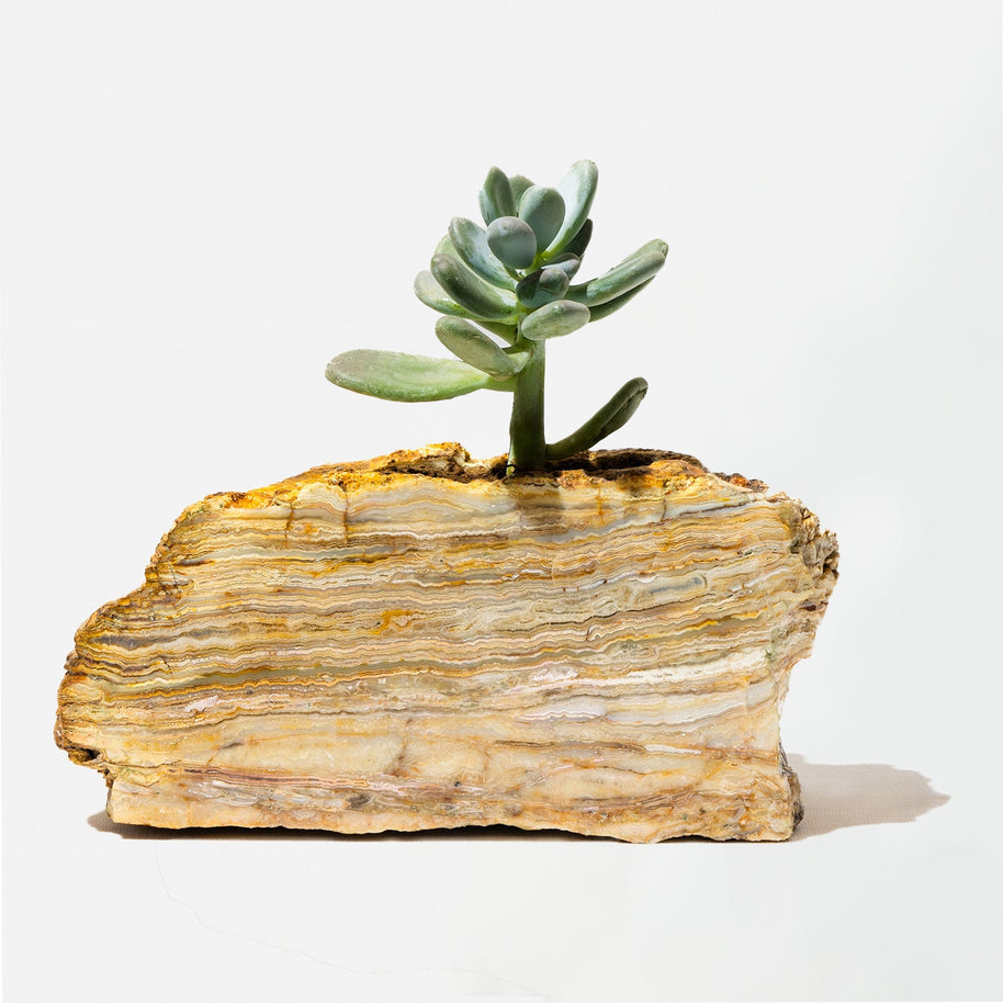 Semi Precious Planter-Yellow Lace