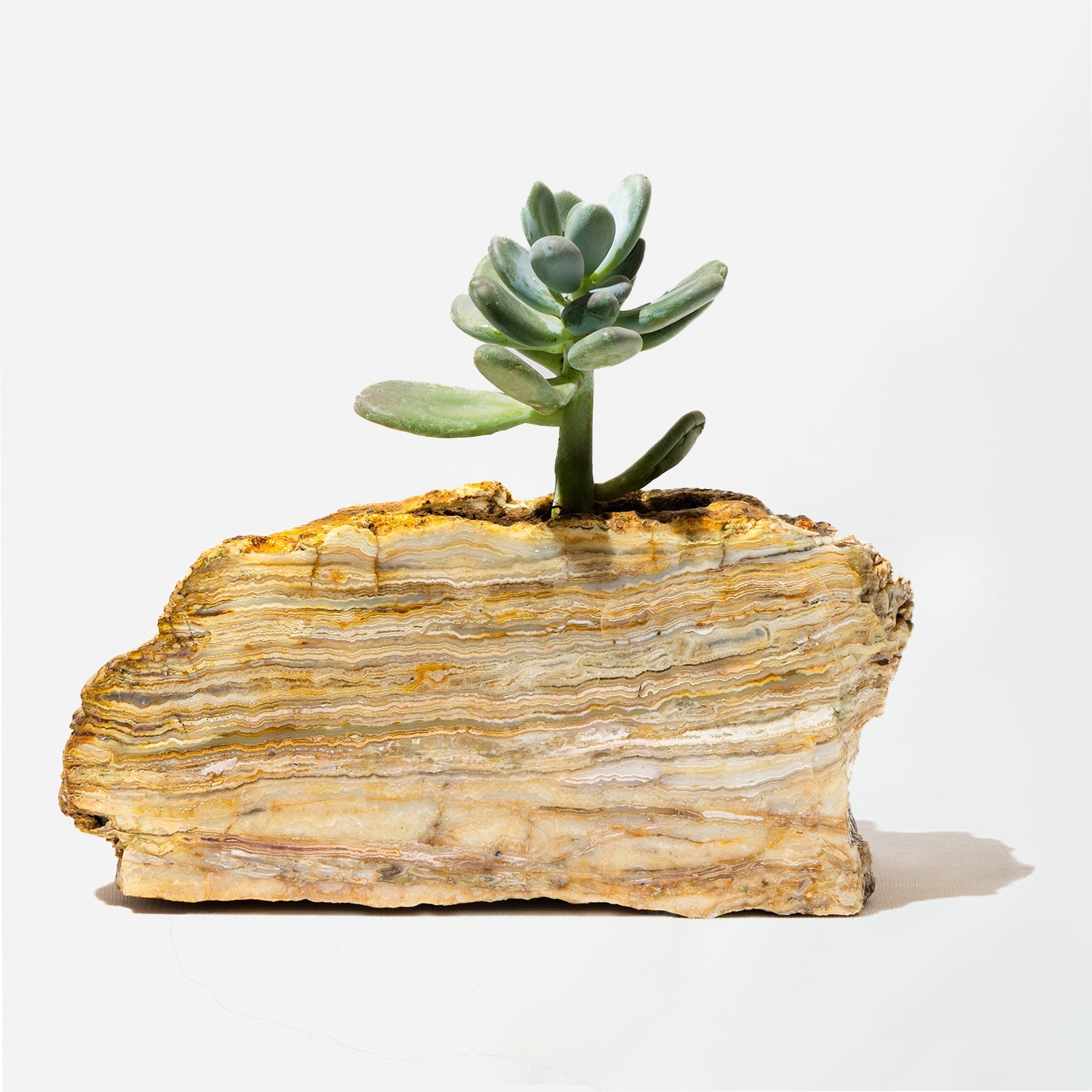 Semi Precious Planter-Yellow Lace