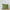 Habitat Forest Foliage x 2