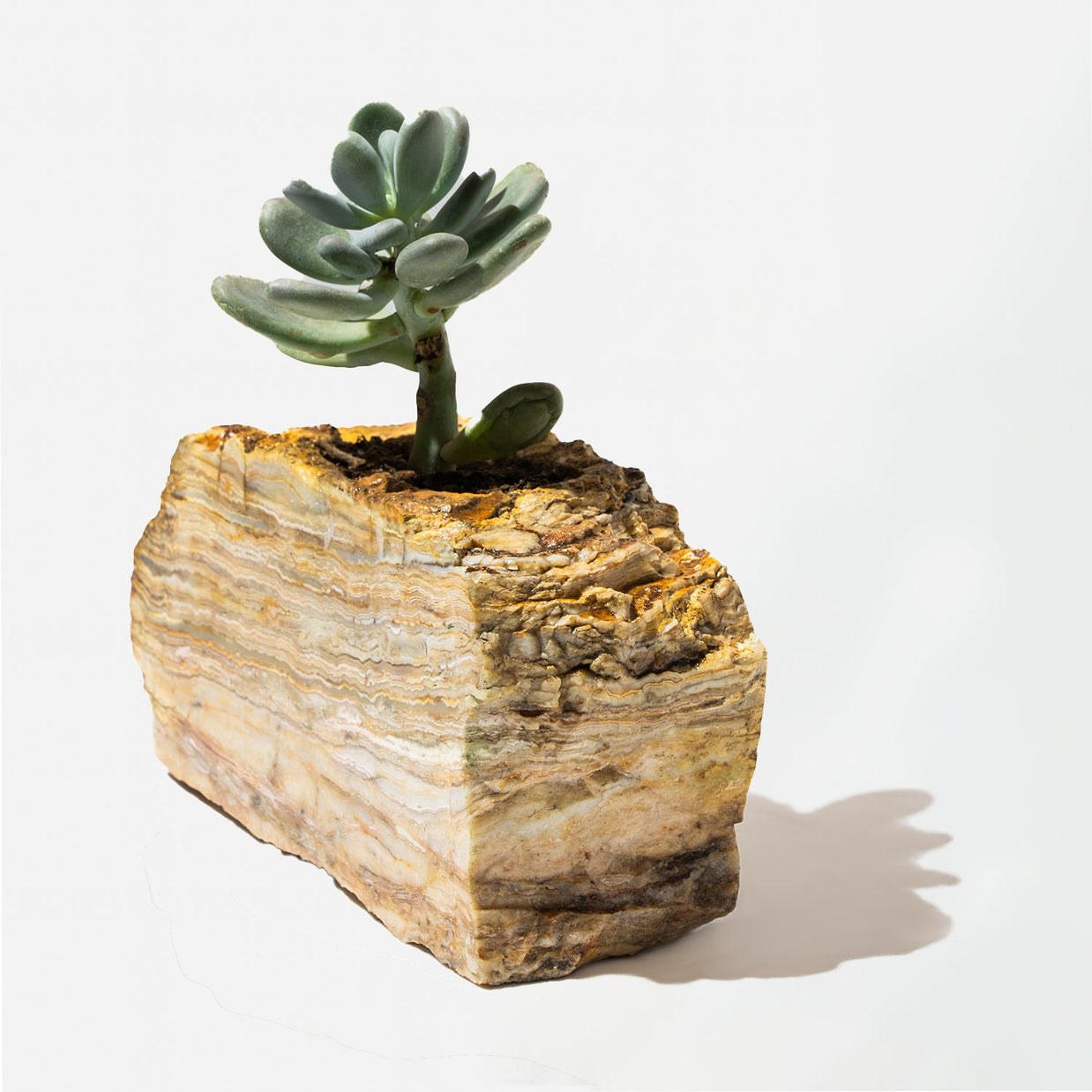 Semi Precious Planter-Yellow Lace