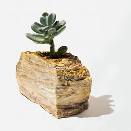 Semi Precious Planter-Yellow Lace