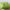 Habitat Forest Fern x 2