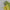 Basik Napkin - Olive (Set of 6)