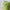 Habitat Forest Foliage x 2