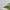 Habitat Forest Foliage x 2