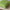 Habitat Forest Fern x 2