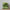 Habitat Forest Foliage x 2
