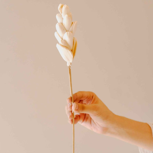 Akondo Dried Flower Sticks White | Long-Lasting Natural Decor Stems for Home Styling – ArteCasa