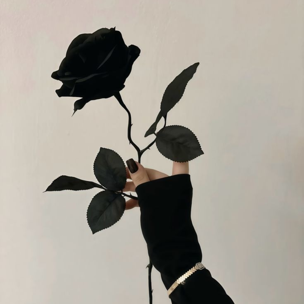 Real preserved black rose for home décor
