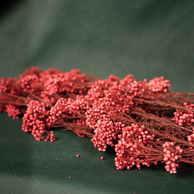 Dried Rice Flowers for Decor | Natural Floral Bunch
