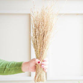 Star Grass Dried Flower Bunch | Aesthetic Natural Dried Flowers for Home Decor & Vase Styling – ArteCasa - https://artecasa.in/
