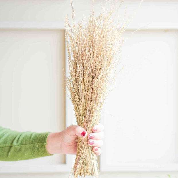 Star Grass Dried Flower Bunch | Aesthetic Natural Dried Flowers for Home Decor & Vase Styling – ArteCasa