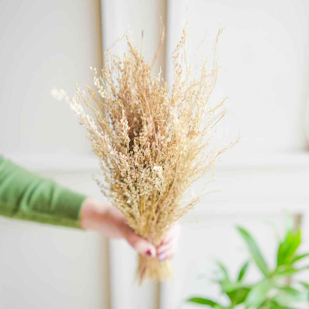 Star Grass Dried Flower Bunch | Aesthetic Natural Dried Flowers for Home Decor & Vase Styling – ArteCasa
