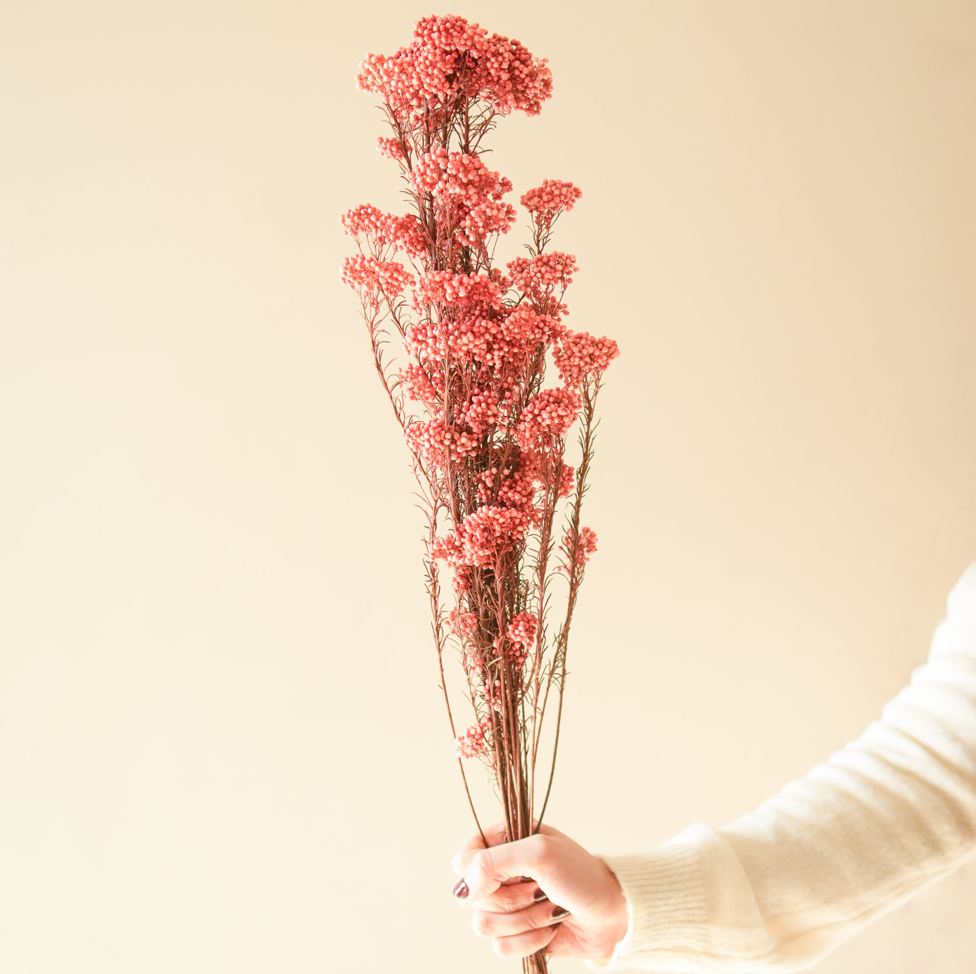 Dark Pink Rice Flower Dried Bunch | Aesthetic Natural Dried Flowers for Home Decor & Gifting – ArteCasa - https://artecasa.in/