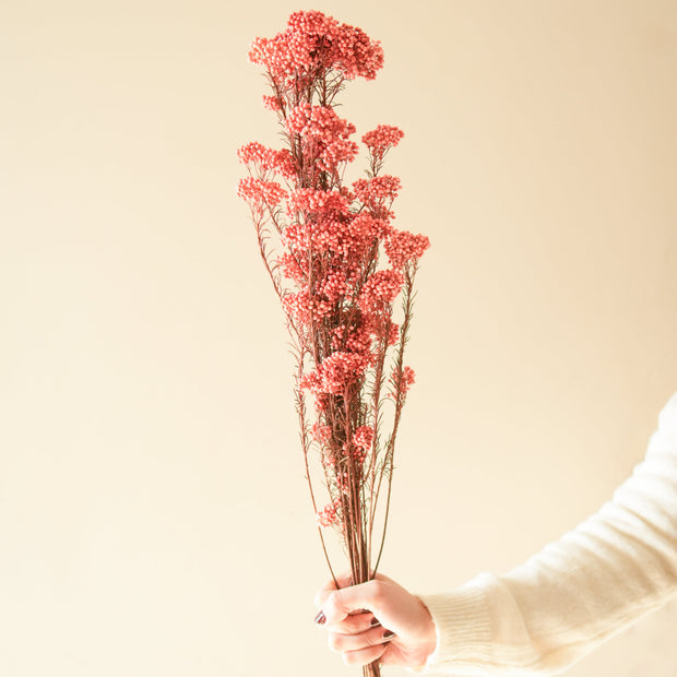 Dark Pink Rice Flower Dried Bunch | Aesthetic Natural Dried Flowers for Home Decor & Gifting – ArteCasa - https://artecasa.in/