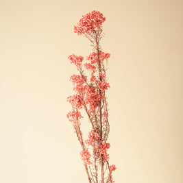 Dark Pink Rice Flower Dried Bunch | Aesthetic Natural Dried Flowers for Home Decor & Gifting – ArteCasa - https://artecasa.in/