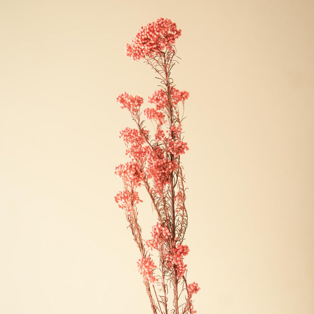 Dark Pink Rice Flower Dried Bunch | Aesthetic Natural Dried Flowers for Home Decor & Gifting – ArteCasa - https://artecasa.in/