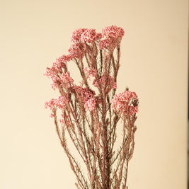 Light Pink Rice Flower Dried Bunch | Aesthetic Natural Dried Flowers for Home Decor & Gifting – ArteCasa - https://artecasa.in/