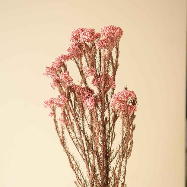 Light Pink Rice Flower Dried Bunch | Aesthetic Natural Dried Flowers for Home Decor & Gifting – ArteCasa