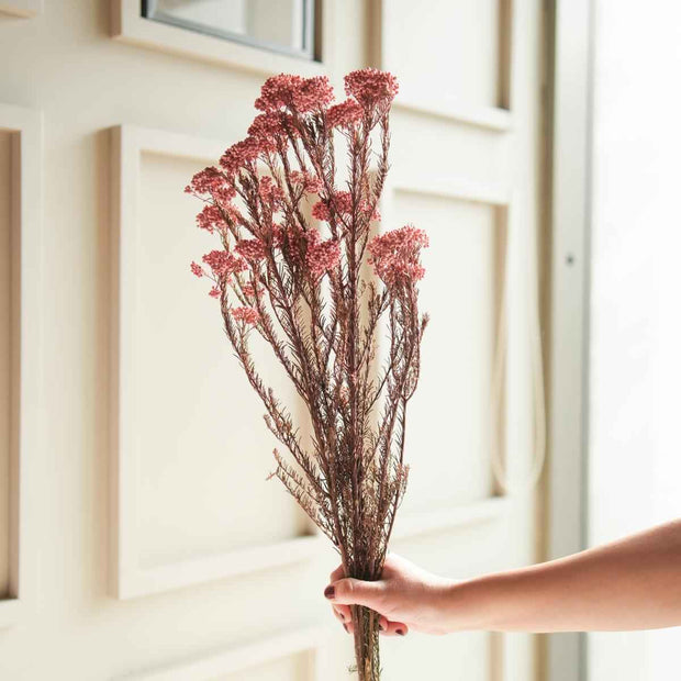 Light Pink Rice Flower Dried Bunch | Aesthetic Natural Dried Flowers for Home Decor & Gifting – ArteCasa