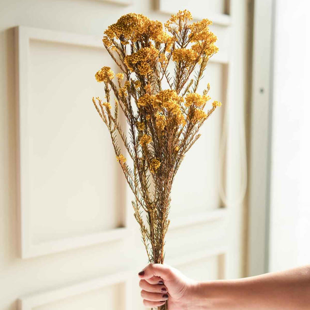 Yellow Rice Flower Dried Bunch | Natural Aesthetic Dried Flowers for Home Decor & Gifting – ArteCasa