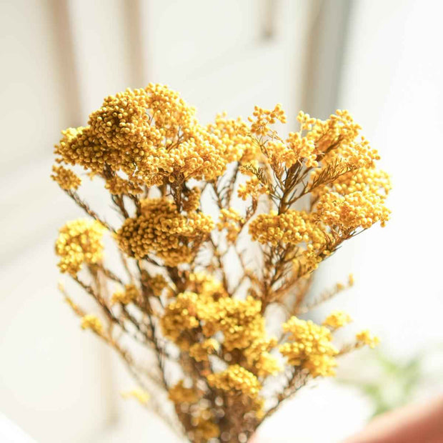 Yellow Rice Flower Dried Bunch | Natural Aesthetic Dried Flowers for Home Decor & Gifting – ArteCasa