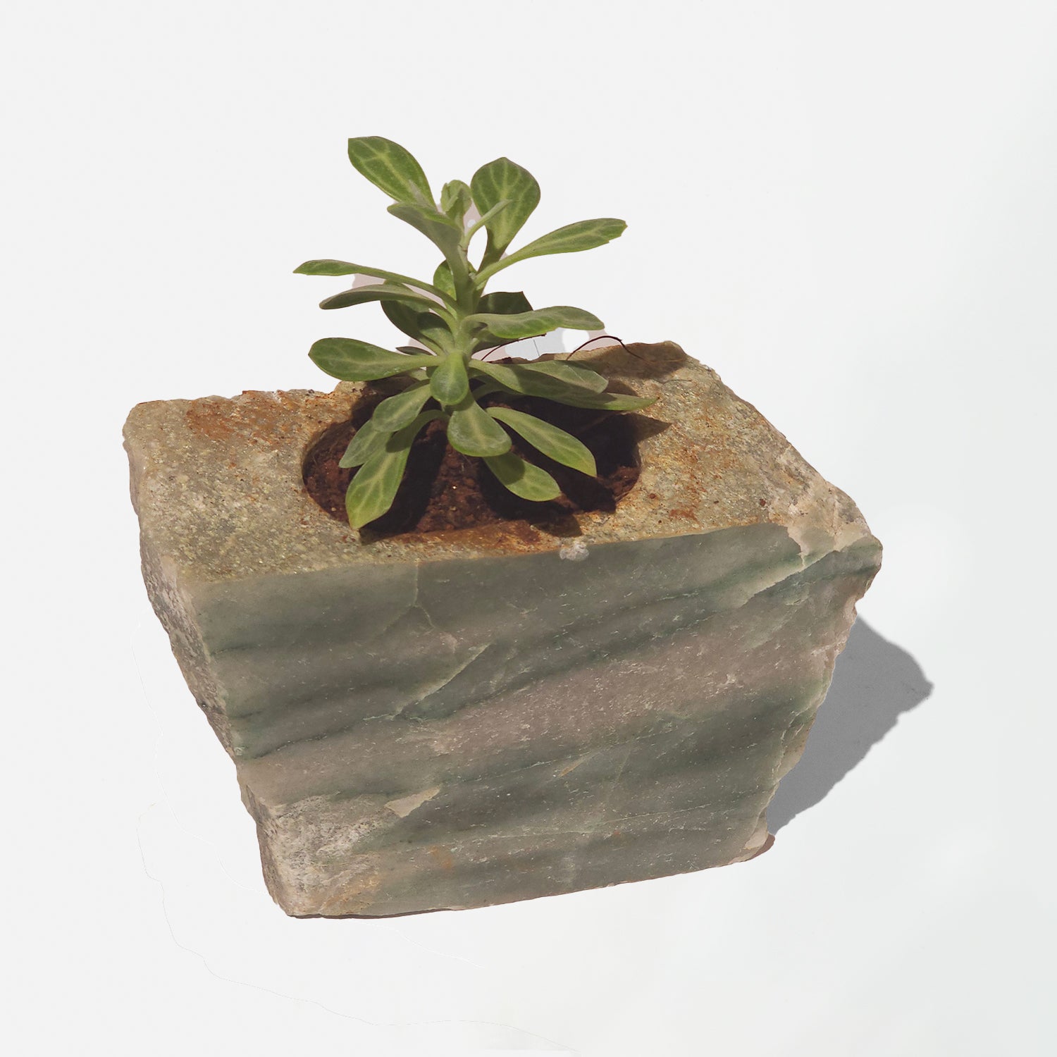 Semi Precious Planter