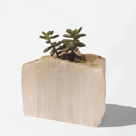 Semi Precious Planter