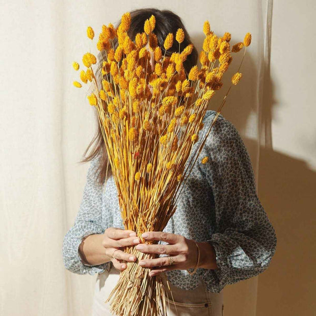 Phalaris- Yellow