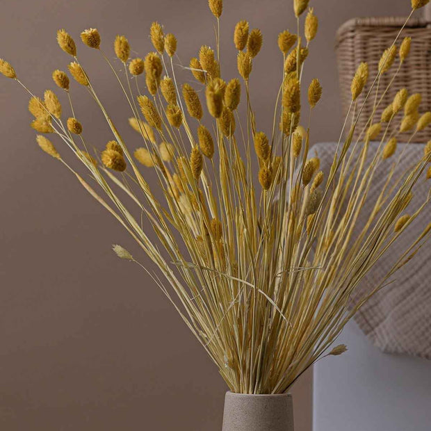 Phalaris- Yellow