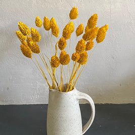 Phalaris- Yellow - https://artecasa.in/
