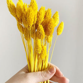 Phalaris- Yellow - https://artecasa.in/