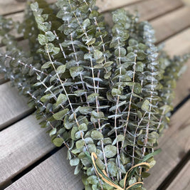 Dried light green  Eucalyptus parvifolia - https://artecasa.in/