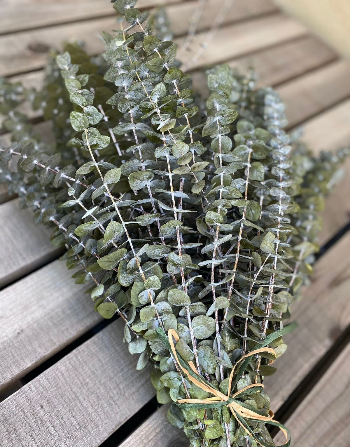 Dried light green  Eucalyptus parvifolia - https://artecasa.in/