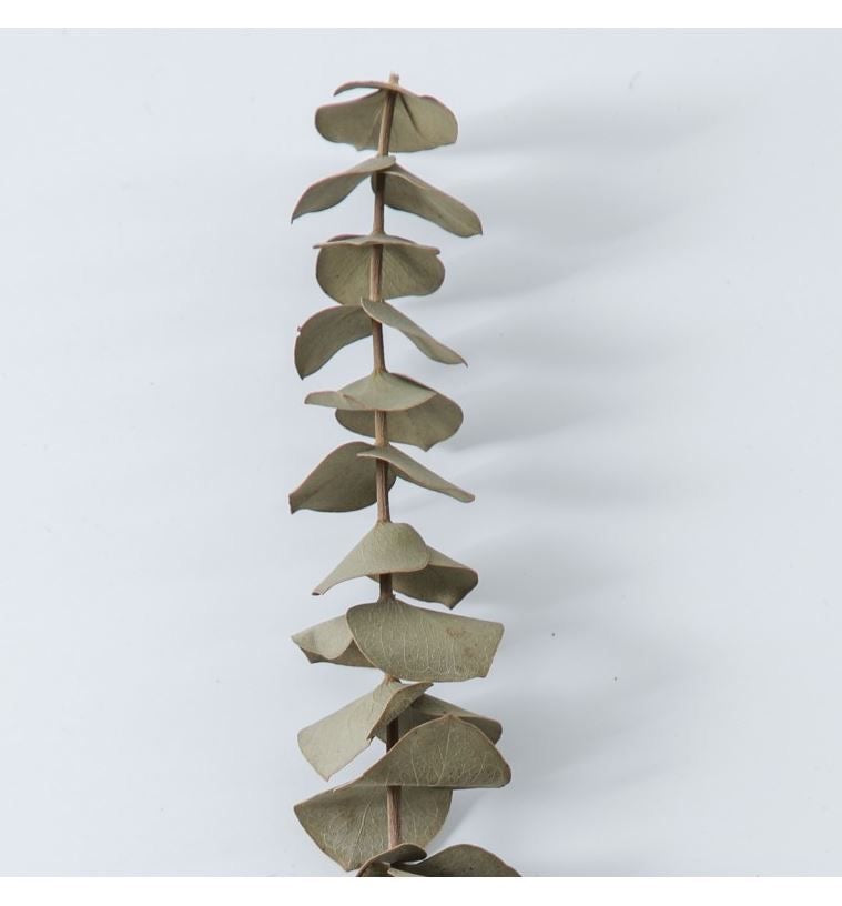 Light Green Eucalyptus - https://artecasa.in/