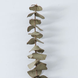 Light Green Eucalyptus - https://artecasa.in/