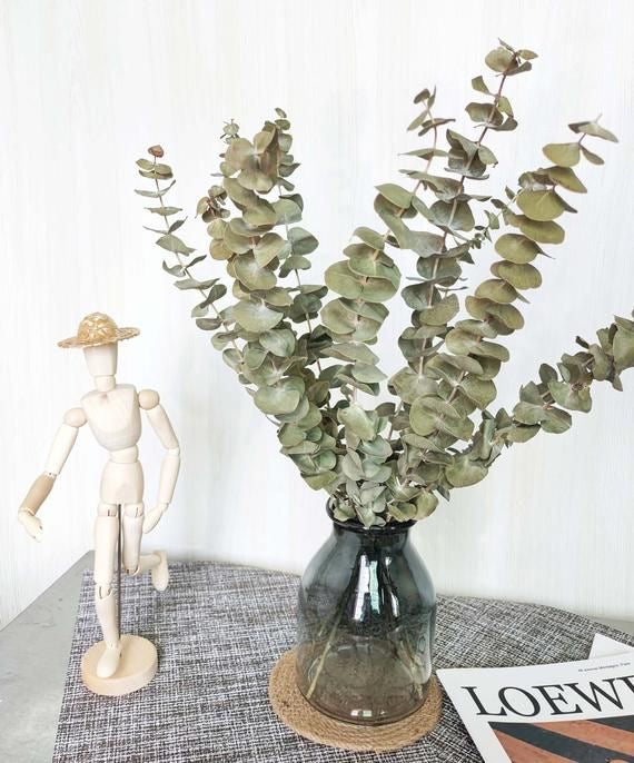 Dried light green  Eucalyptus parvifolia - https://artecasa.in/