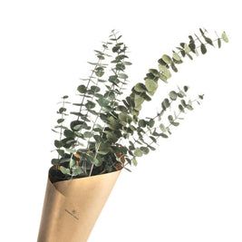 Dried light green  Eucalyptus parvifolia - https://artecasa.in/