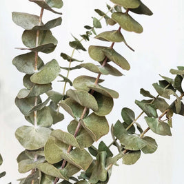 Dried light green  Eucalyptus parvifolia - https://artecasa.in/