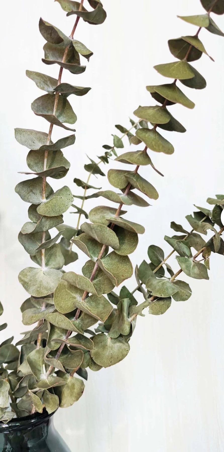 Dried light green  Eucalyptus parvifolia - https://artecasa.in/