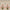 Kusum: Indian Floral Jharokha and Stripes Design Wallpaper
