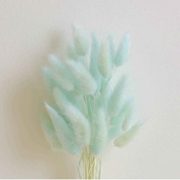 Mint Green Bunny tails-set of 50 stems Dried Flowers.