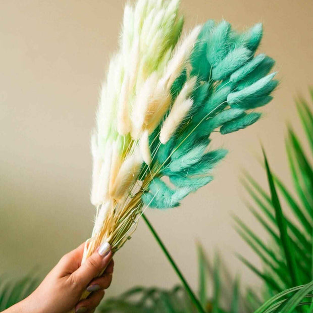 Mint Green Bunny tails-set of 50 stems Dried Flowers.