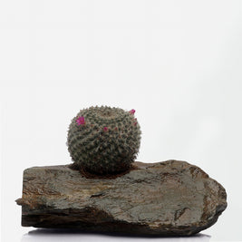 Slate Planter - I MEAN DESIGN