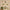 Pichwai Floral Cow Painting Inspired Beige Wallpaper for Walls