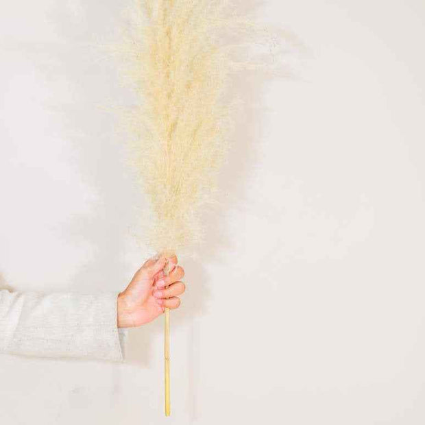 Imported Ivory pampas set of 5 stems !