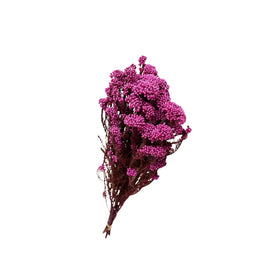 Pink Dried Rice Flower – Natural Forever Floral Décor | ArteCasa - https://artecasa.in/